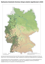 Verbreitungskarte Deutschland Asiatische Hornisse in 2024